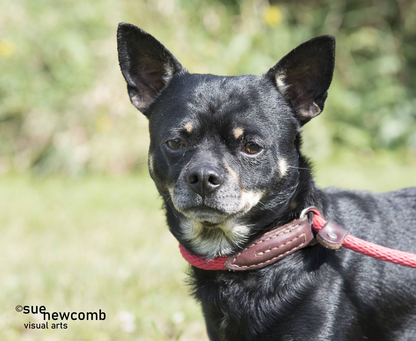 Bear was found as a stray and never reclaimed. He’s a little timid around new people but warms up quickly. He loves walks and pets. Bear doesn’t like being picked up and needs to be the only dog in the house. Contact the Will County Humane Society at willcountyhumane.com and follow the instructions for the adoption process.