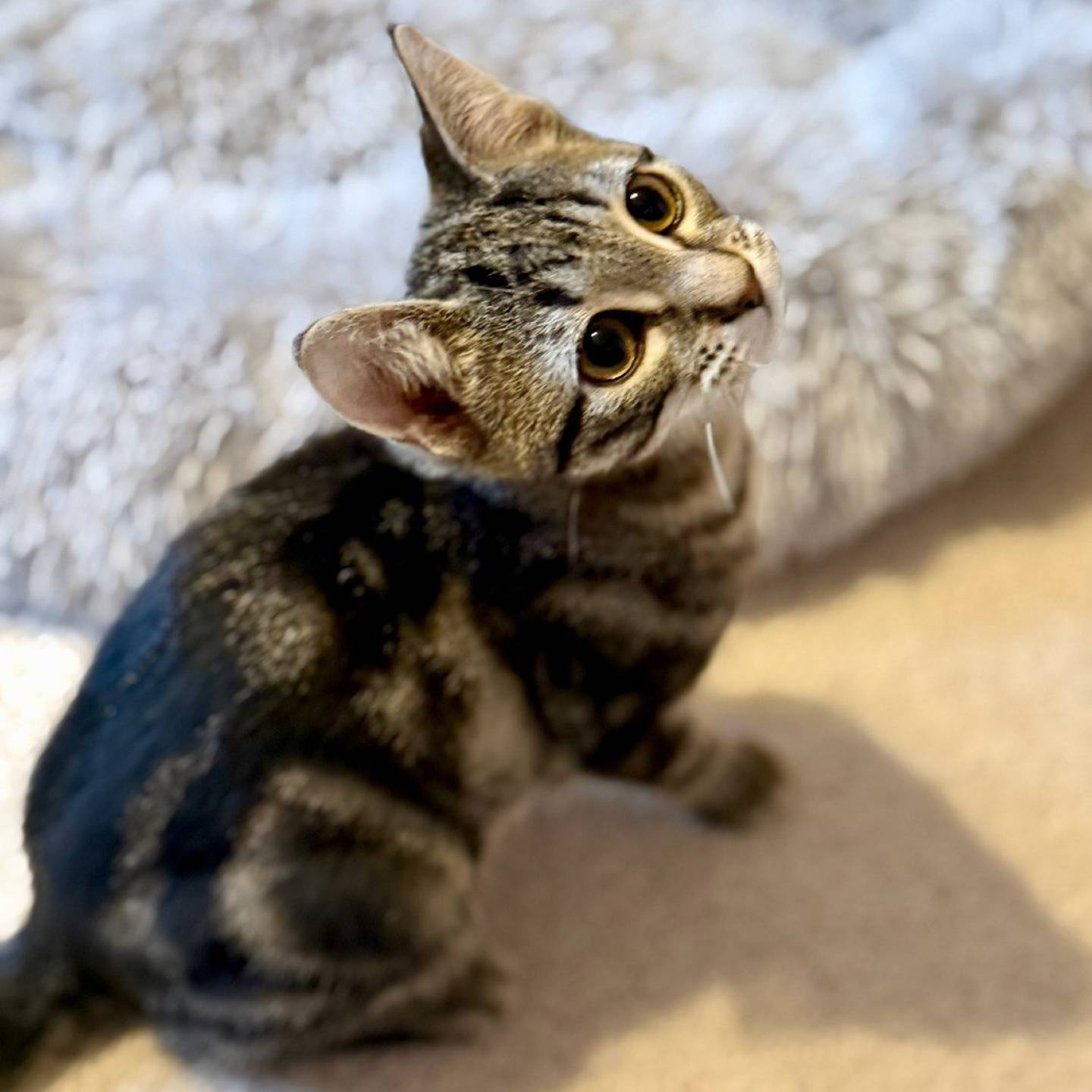 Griffin is calm, confident, and enjoys peaceful and playful moments. He explores with quiet curiosity; he also loves snuggles. Griffin adores people of all ages, dogs and other felines. To meet Griffin, visit thekittysquad.com/adoptables.