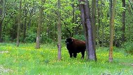 Forest preserve officials want Tyson the bison gone by Memorial Day