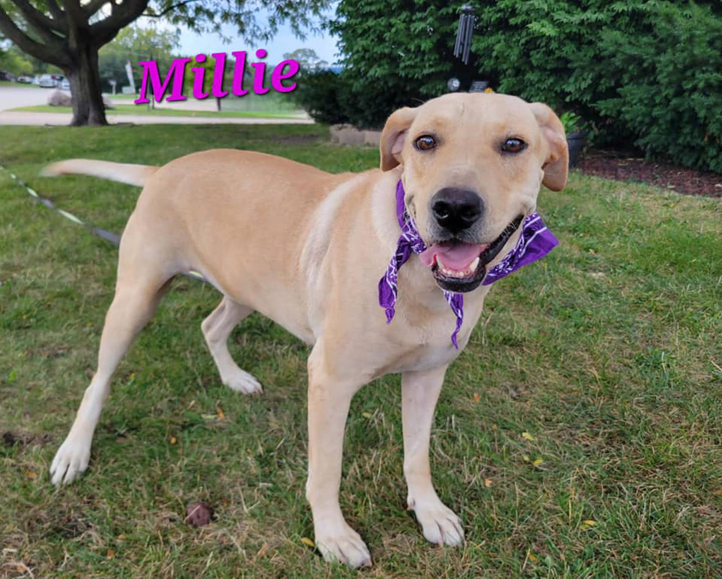 Millie is sweet, happy and loves belly massages.  To meet Millie, contact Hopeful Tails Animal Rescue at hopefultailsadoptions@outlook.com.  Visit hopefultailsanimalrescue.org.