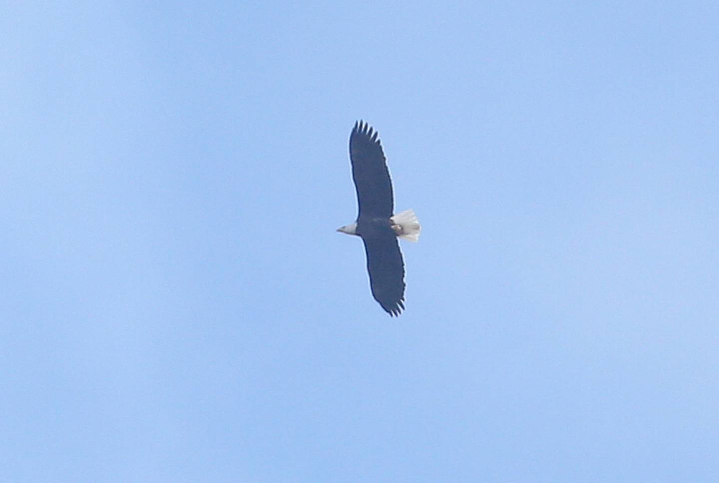 A Bald Eagle soars over the west side of Princeton on Tuesday, Jan. 2, 2024.
