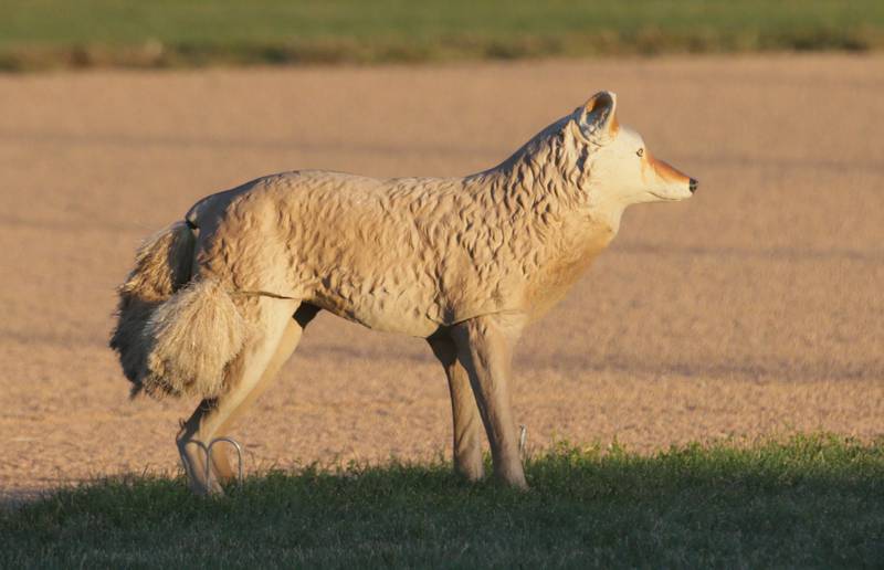A coyote decoy is placed behind second base the baseball diamond during the soccer game between L-P and Ottawa on Monday, Oct. 3, 2022 at Ottawa High School.