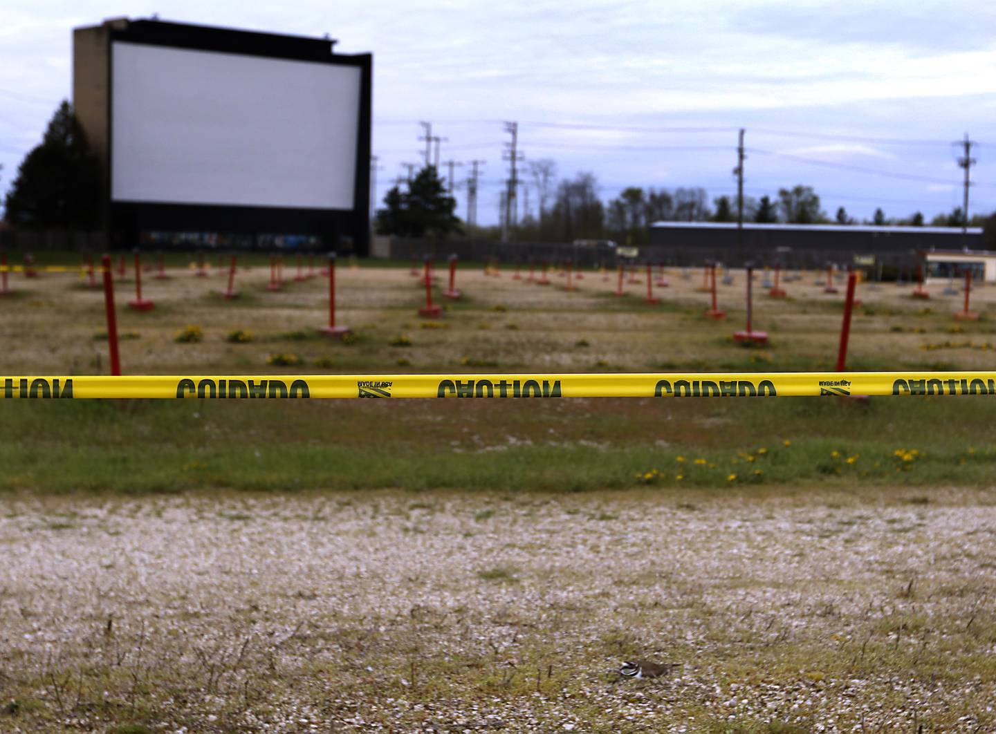 A killdeer sits on its nest on Thursday, April 18, 2024, in a a 30-foot-by-30-foot area on the south end of the McHenry Outdoor Theater.