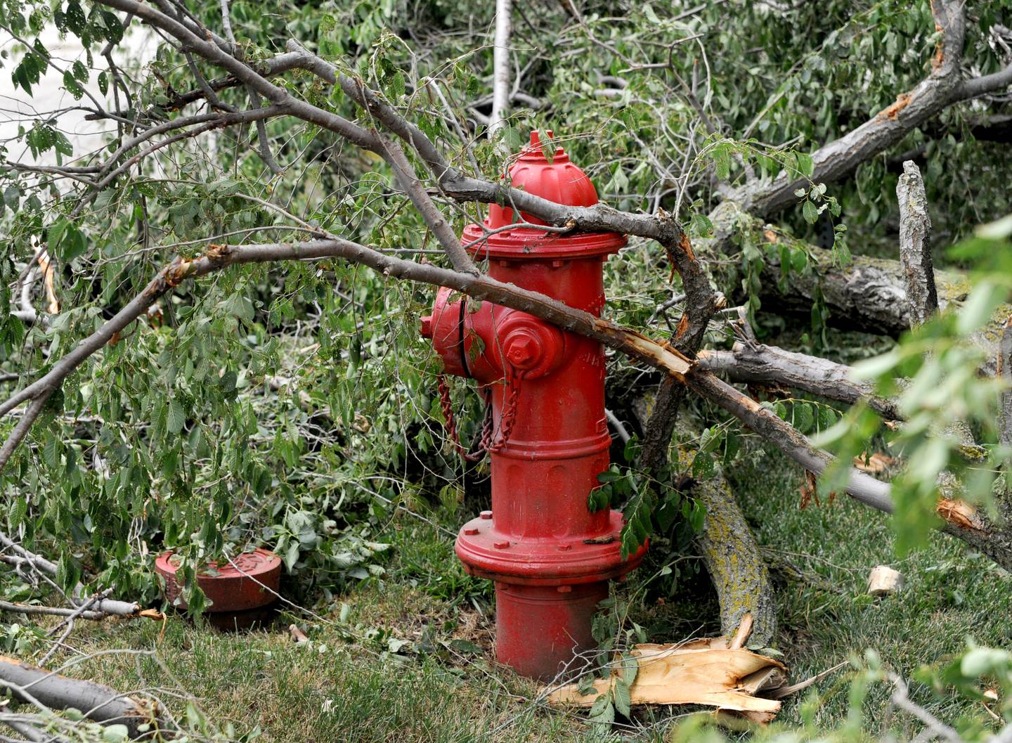 Parts of a tree surround a fire hydrant Tuesday, July 5, 2022, near the intersection of Oak Hollow Road and Crystal Lake Avenue in Crystal Lake. A thunderstorm that hit the Crystal Lake area on July 4, downed a lot of trees near Crystal Lake Avenue and North Terra Cotta Road.