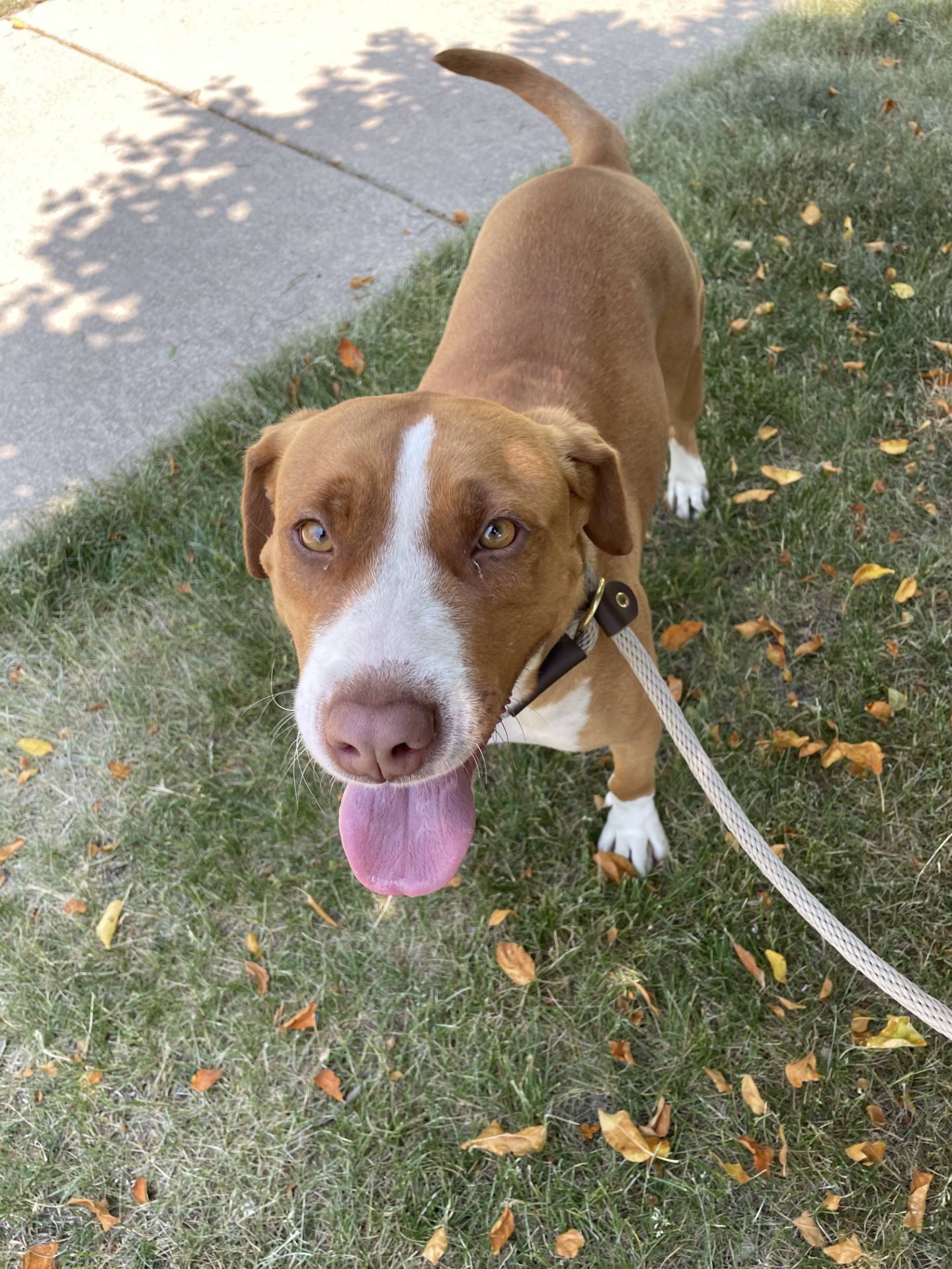 Marge is a 3-year-old female terrier mix, 54 pounds. She is calm, well-behaved and good on a leash. She is crate trained and potty-trained. She loves pets and attention and enjoys her time spent with staff and volunteers. Marge is not always fond of other animals and should be the only pet in a home. To meet Marge, Dogadoption@nawsus.org. Visit nawsus.org.