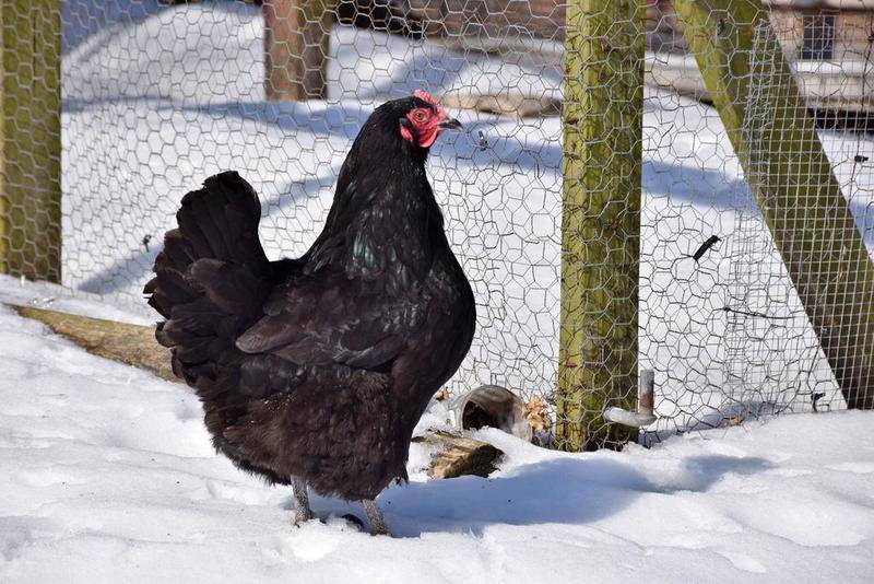 This hen is one of the about five chickens in Sean Koester's flock in rural Waterman.