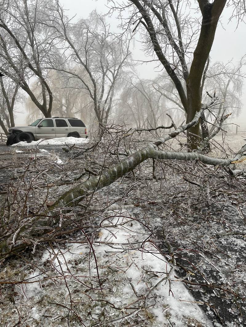 Fallen branches following an ice storm are photographed Thursday, Feb. 23, 2023, by Northwest Herald reader Susan Kimbrough in Harvard.
