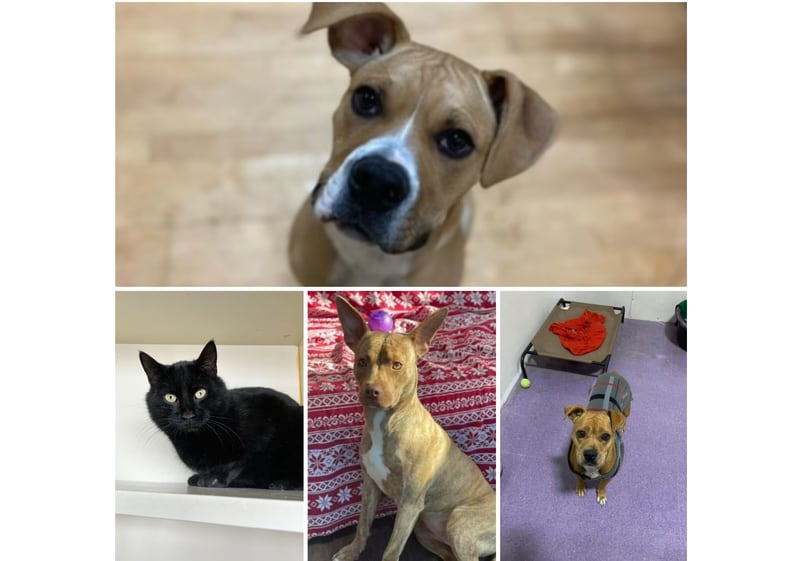 The Herald-News presents this week’s Pets of the Week. Read the description of each pet to find out about that pet, including where he or she can be adopted.

The Herald-News presents this week’s Pets of the Week. Read the description of each pet to find out about that pet, including where he or she can be adopted.