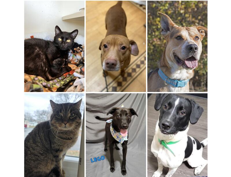 The Herald-News presents this week’s Pets of the Week. Read the description of each pet to find out about that pet, including where he or she can be adopted.