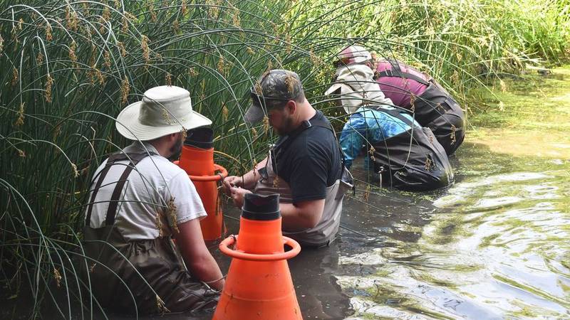 Staff from the Will County and DuPage County forest preserve districts work together to search for a rare mussel that could be used to restock DuPage County creeks and streams.