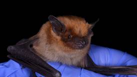 Health officials urge public to watch out for rabid bats