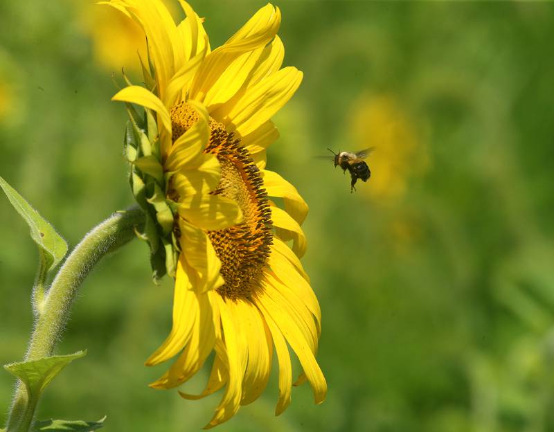 A bumble bee pollinates a sunflower in the sunflower field on Tuesday, July 11, 2023 at Matthiessen State Park.