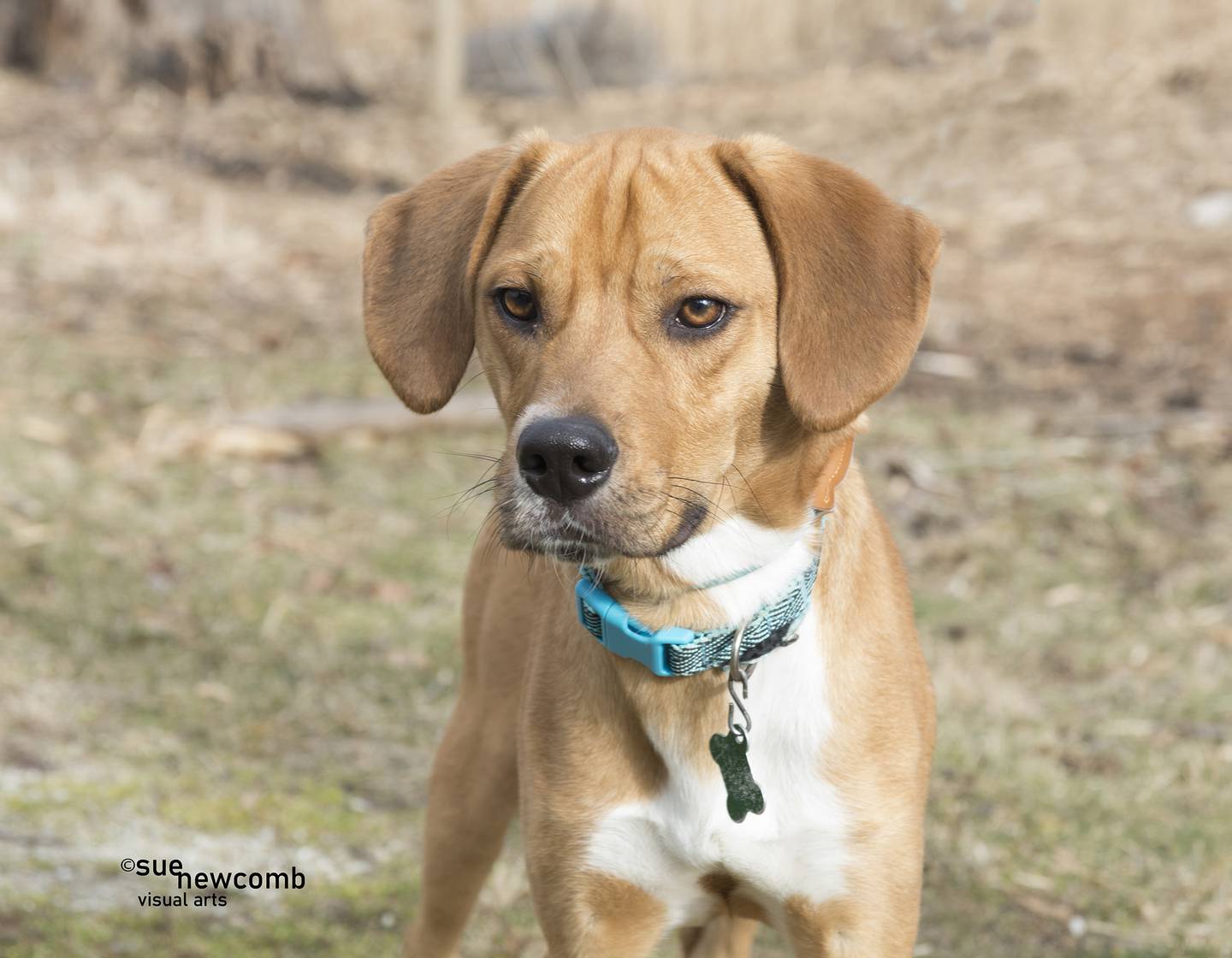 Bugsy is Labrador retriever/hound mix. He is shy at first but then he is all wiggles and jumps. He is super playful and loves other small dogs. Contact the Will County Humane Society at willcountyhumane.com and follow the instructions for the adoption process.