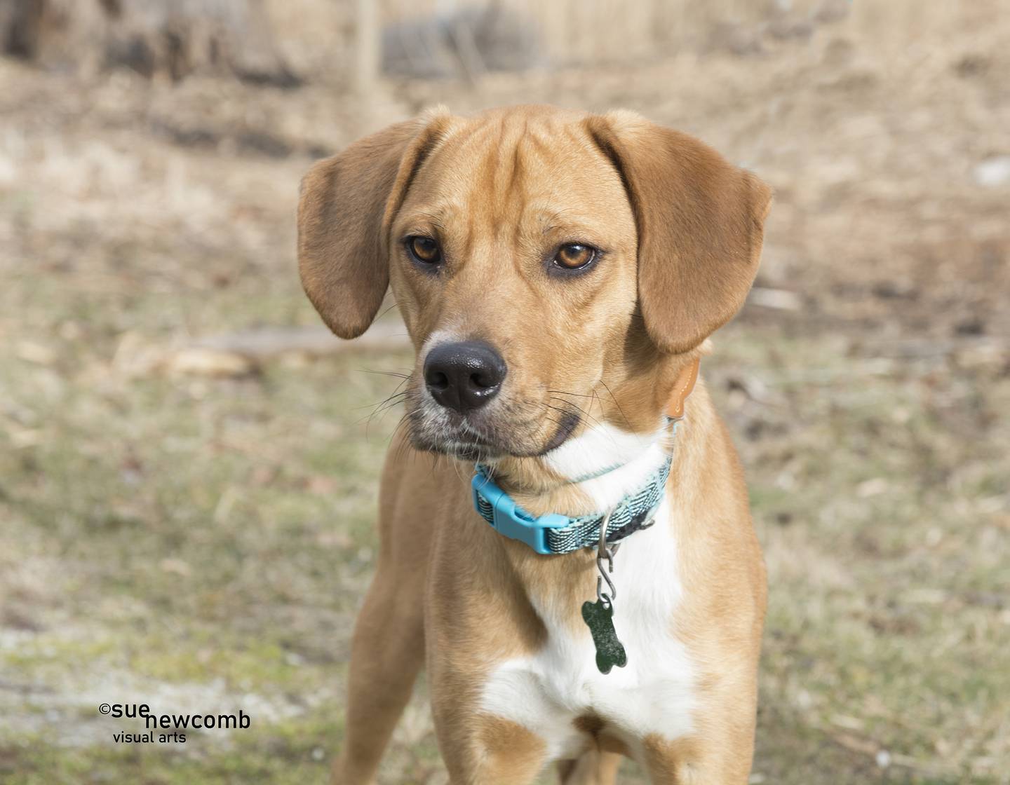Bugsy is Labrador retriever/hound mix. He is shy at first but then he is all wiggles and jumps. He is super playful and loves other small dogs. Contact the Will County Humane Society at willcountyhumane.com and follow the instructions for the adoption process.