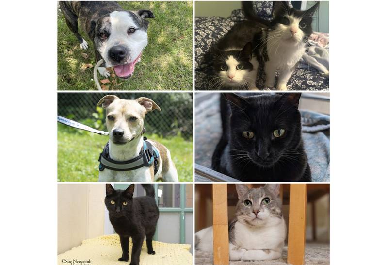 The Herald-News presents this week’s Pets of the Week. Read the description of each pet to find out about it, including where it can be adopted in Will County.