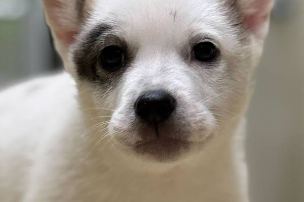 Playful puppy seeks family for life of adventures