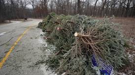 Groot Industries will collect Christmas trees in Oswego through Jan. 9