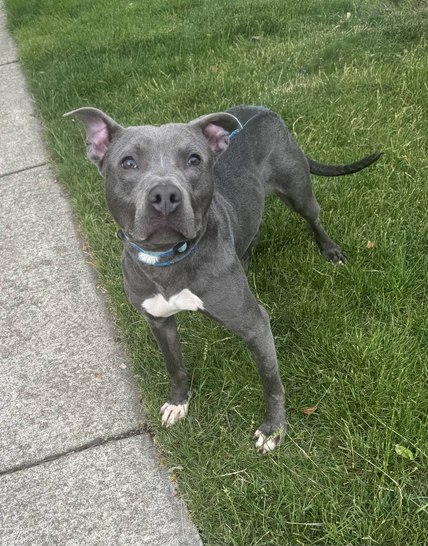 Dovie is a 1-year-old terrier mix. She is outgoing and sweet. Dovie is is friendly with other dogs and does well with children. Dovie would make a wonderful family dog. to meet Dovie, email Dogadoption@nawsus.org. Visit nawsus.org.