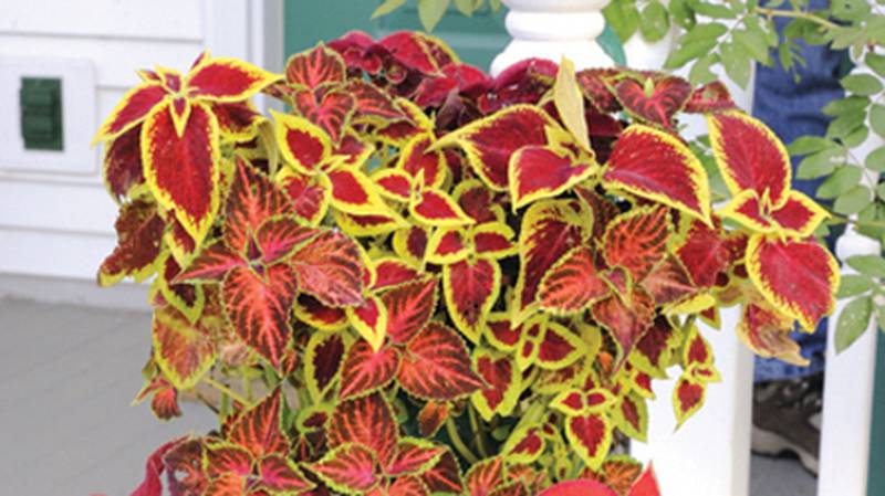 Coleus is available in a variety of colors. (Provided photo)