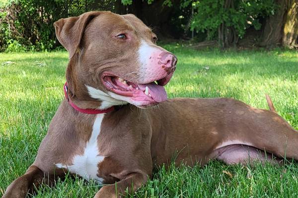 Older dog brings happy energy wherever she goes