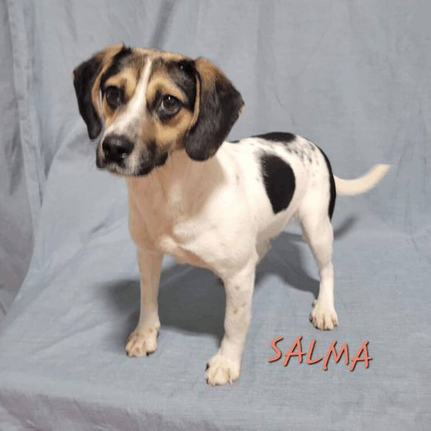 Salma El Helwa, âgée d'un an, pèse 21,8 livres.  Elle adore courir et jouer avec d'autres jouets et chiens.  Pour rencontrer Selma, contactez Animal Rescue à Hopefultailsadoptions@outlook.com.  Visitez le site hopefultailsanimalrescue.org.