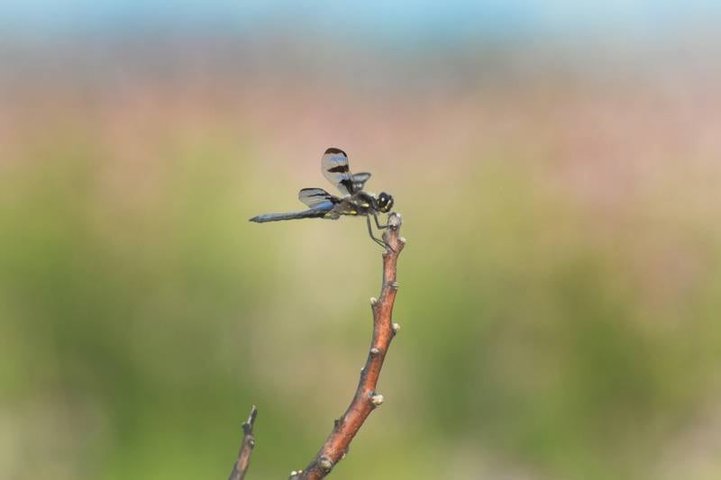 A dragonfly rests on a tree branch one of the prairies at Albany Mounds State Historic Site in Albany on Saturday, June 21, 2025. The 205-acre site is operated by the Illinois Historic Preservation Agency and was added to the National Register of Historic Places list in 1974 for its Hopewell Native American burial mounds.