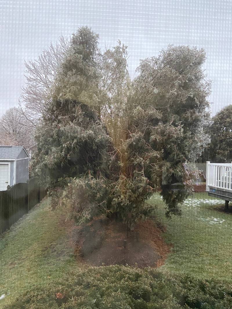 The tree in Northwest Herald reader Kathy Lambert's yard in McHenry looks split in half from weight of ice on Wednesday, Feb. 22, 2023.