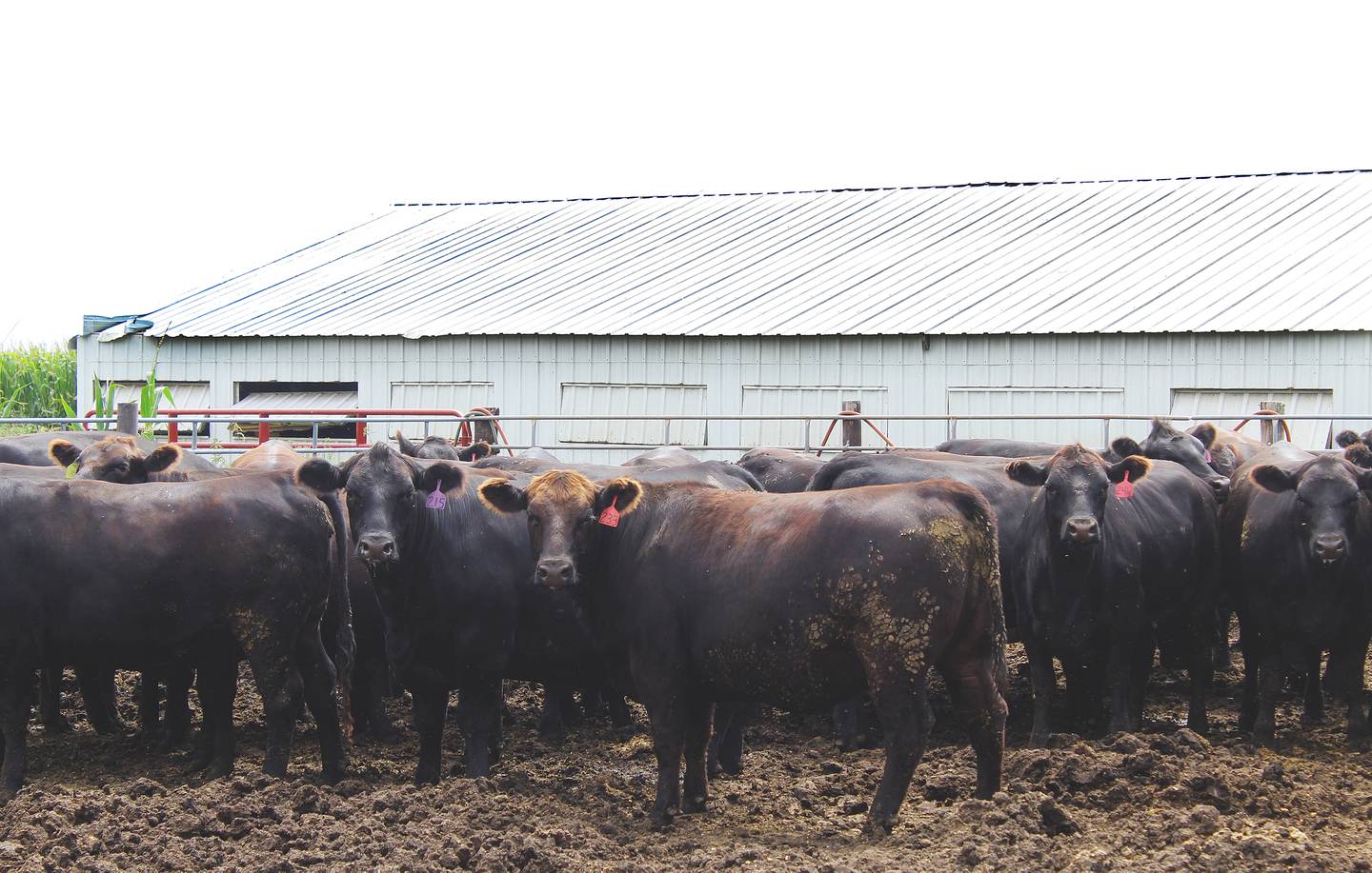 Chapman Farms in Ashton raises cattle in addition to grain and chickens.