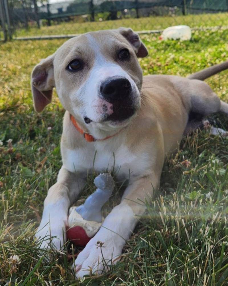 Cream is Save-A-Pet's pet of the week for June 29, 2023.