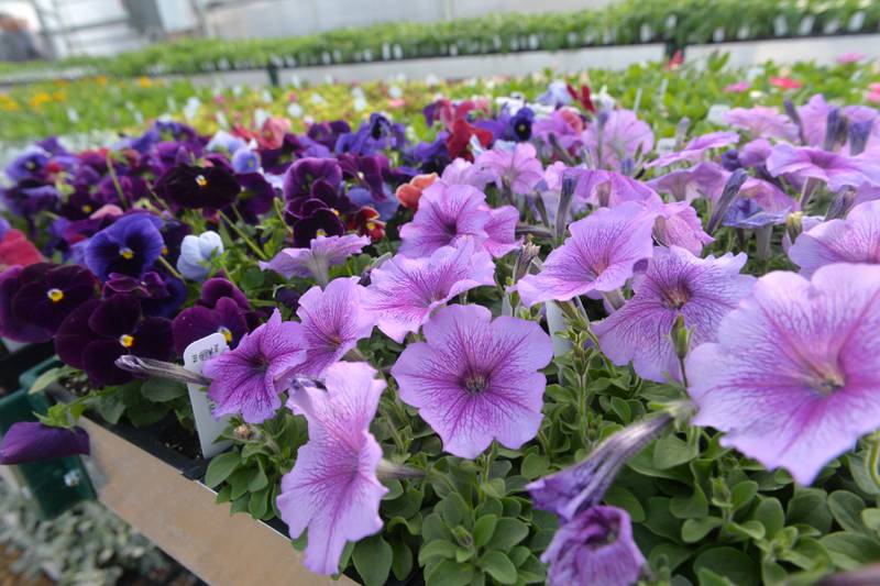 Petunias are just one of the flowers available at Polo High School's new greenhouse, FFA and agriculture students are tending to the plants which are growing in the greenhouse that officially opened on Wednesday, May 1, 2024. The 42'x72' building is located just east of the high school.