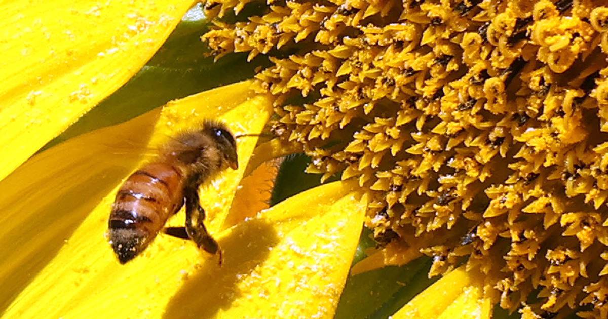 Plan climate-friendly home gardens with DeCarbon DeKalb