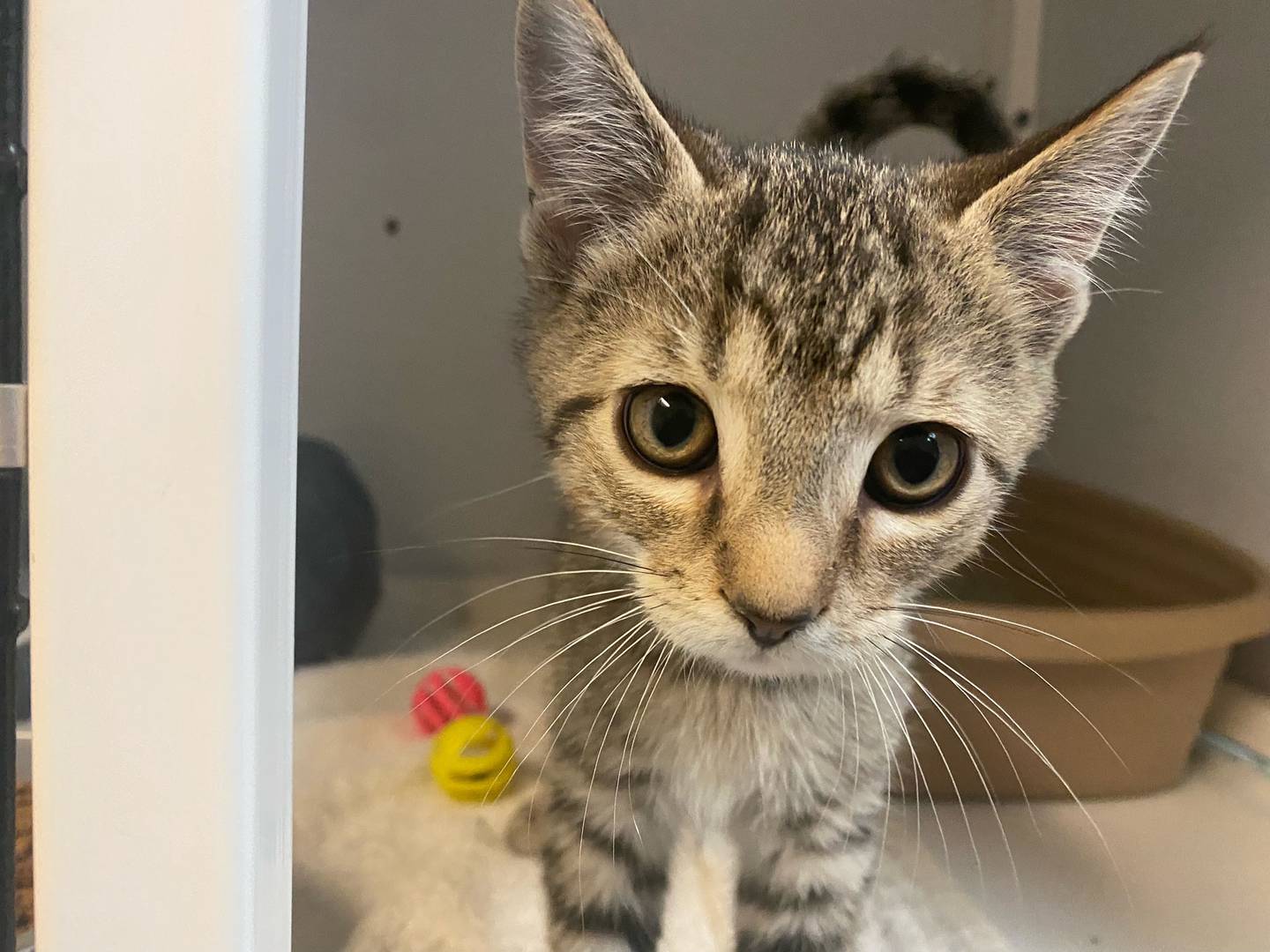 Brisk is an 11-week-old domestic shorthair. He is very playful and loves attention. Brisk is great with other cats and children. He is very loving and affectionate. For more information on Brisk, contact including adoption fees please visit justanimals.org or call 815-448-2510.