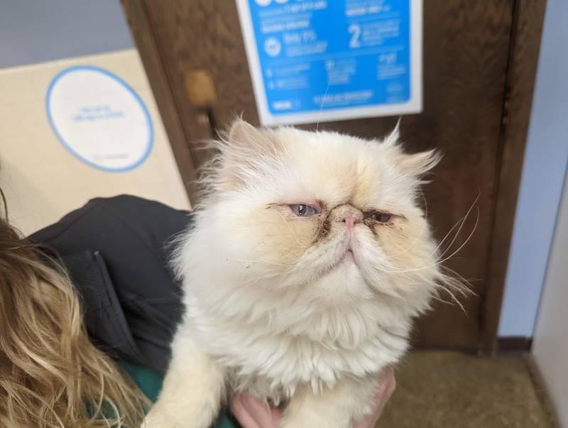 Larry is a Persian cat that was brought into VCA Joliet Animal Hospital as a stray, along with his siblings Moe and Curly. Larry's siblings are now adopted. It's time for Larry to find his forever home, too. Larry is friendly, cuddly and camera-shy.