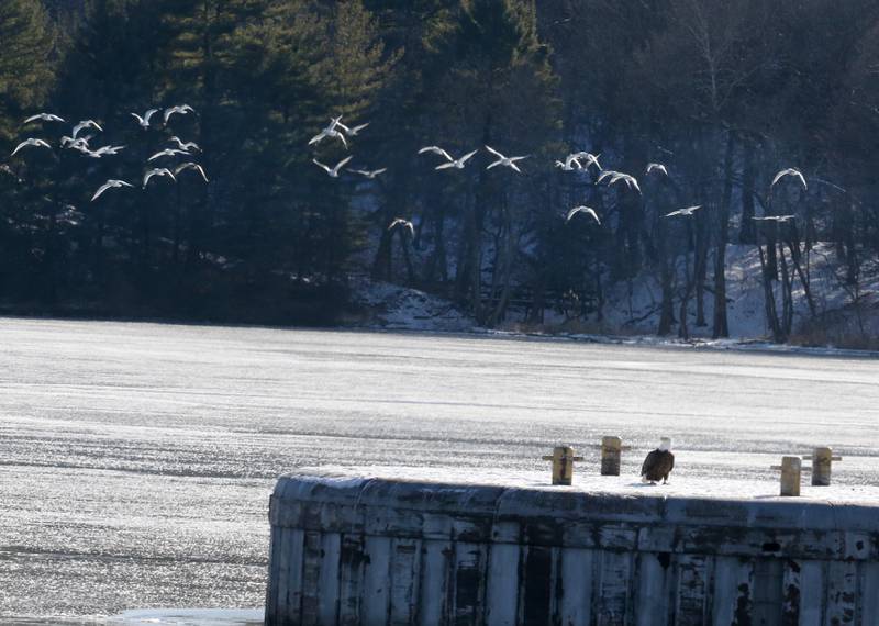 A Bald Eagle rests on a pier as seagulls fly behind on the Illinois River on Tuesday, Jan. 31 at the Starved Rock Lock and Dam near Utica.