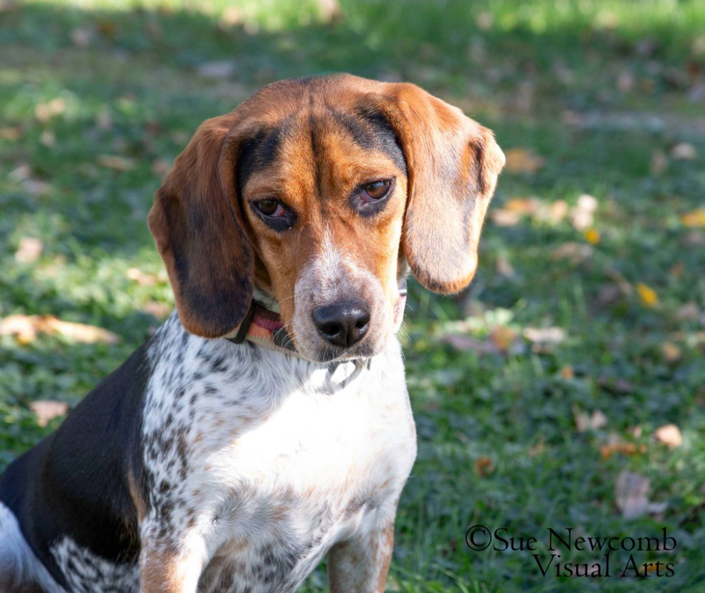 Emma is a sweet and playful 1-year-old beagle who still has puppy energy. She needs an owner that can work on her training and manners. Emma has done well with the other dogs she’s met – but she can be a bit boisterous. Contact the Will County Humane Society at willcountyhumane.com and follow the instructions for the adoption process.