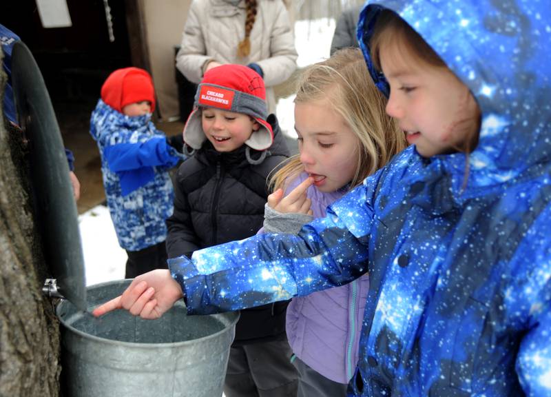 Aven Stankowitz, 7; June McCauley, 7; and Willow McCauley, 9, taste sap during the McHenry County Conservation District’s annual Festival of the Sugar Maples at Coral Woods Conservation Area, 7400 Somerset Drive in Marengo. People were able to walk through the woods and learn about history of maple sugaring and the evolution of the sap collection process during the one-hour, half-mile hike through a snowy woodland trail on Monday, March 7, 2022. The festival continues on March, 12, 13 and 14, and signing up for a tour time slot is required.