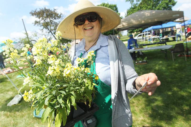 Chris Cheney, of Deerfield, master gardener, carries some Sugar Rush Primrose Wallflower perennial plants Saturday, May 20, 2023, during the Lake County Extension Master Gardener Spring Plant Sale at the University of Illinois Extension in Grayslake.