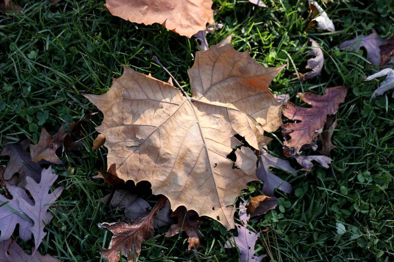 Fall colors are popping from the Fabyan to LeRoy Oakes forest preserves and throughout Kane County.