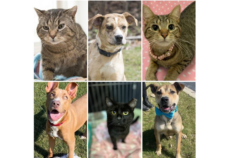 The Herald-News presents this week’s Pets of the Week. Read the description of each pet to find out about that pet, including where he or she can be adopted.