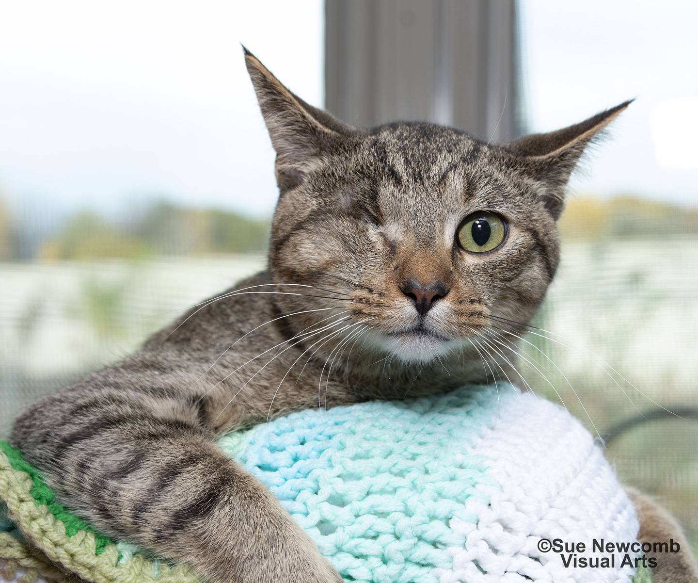 Blaze is a domestic shorthair that was found abandoned and taken to animal control, where it was determined that his damaged eye needed to be removed. He is a bit nervous but an absolute sweetheart who enjoys the company of other cats. Contact the Will County Humane Society at willcountyhumane.com and follow the instructions for the adoption process.