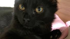Want to spice up your life? Here’s a kitten to do the trick