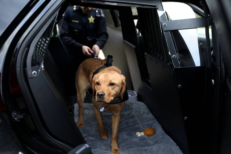 River, the Batavia Police Department’s new 11-month-old comfort dog, meets the public with her handler, Officer Liz Webb, before being sworn in on Monday, April 21, 2025 during a Batavia City Council meeting.
