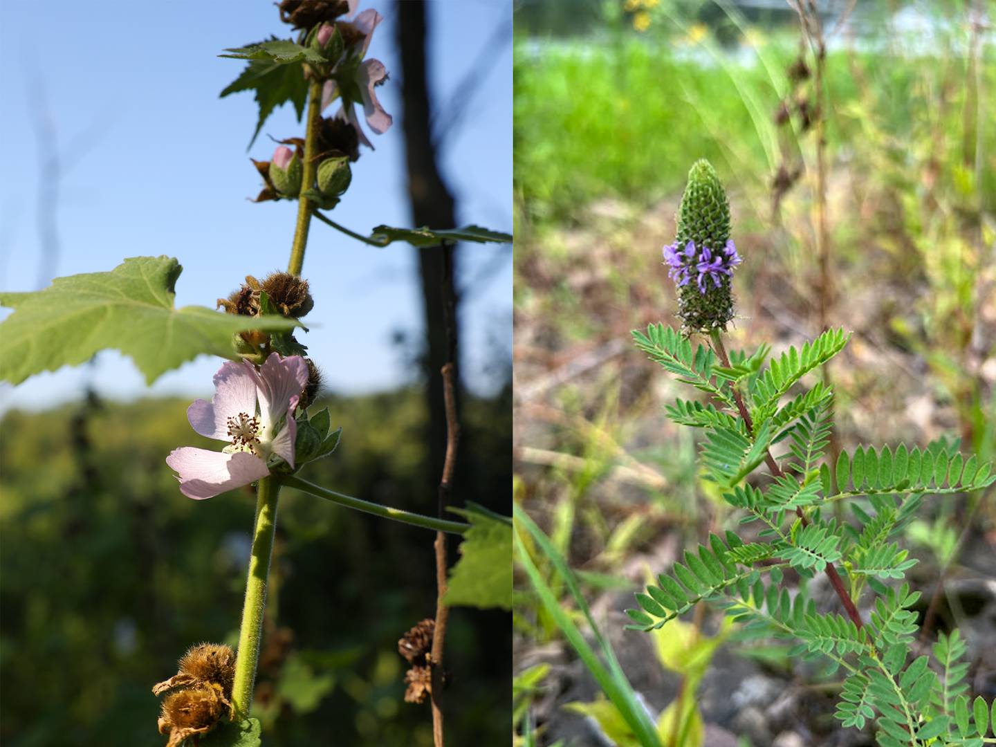At left, the Kankakee mallow, a native Illinois flower found in the wild only on Langham Island near the Kankakee River State Park, is seen on Aug. 9, 2025, and the endangered leafy prairie clover, rediscovered on the island on July 17, 2025, for the first time since 1873, as photographed by Karen Horn.