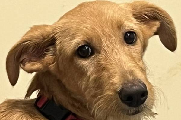 Fun-loving, goofy puppy aims to bring happy energy to forever family