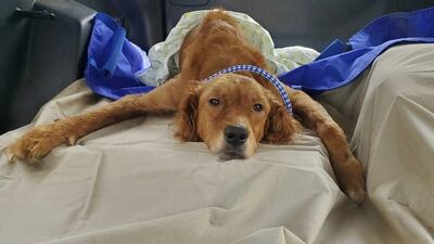 2 dogs recovering in IVAR’s care after rescued from Utica residence