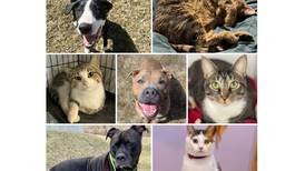 Will County Pets of the Week: April 14, 2025