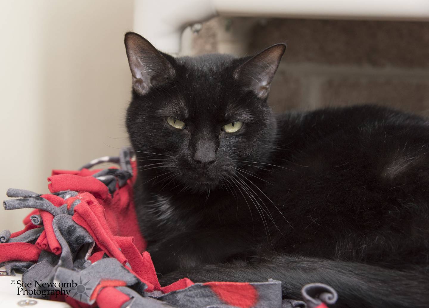 Mash is a 7-year-old domestic shorthair who came to the shelter when her owner died. She is very shy but does like to be petted. Mash needs a quiet, patient home where she can be herself. Contact the Will County Humane Society at willcountyhumane.com and follow the instructions for the adoption process.