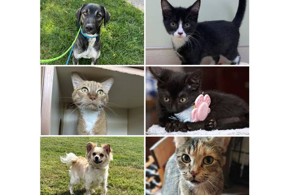 Will County Pets of the Week: Oct. 13, 2025