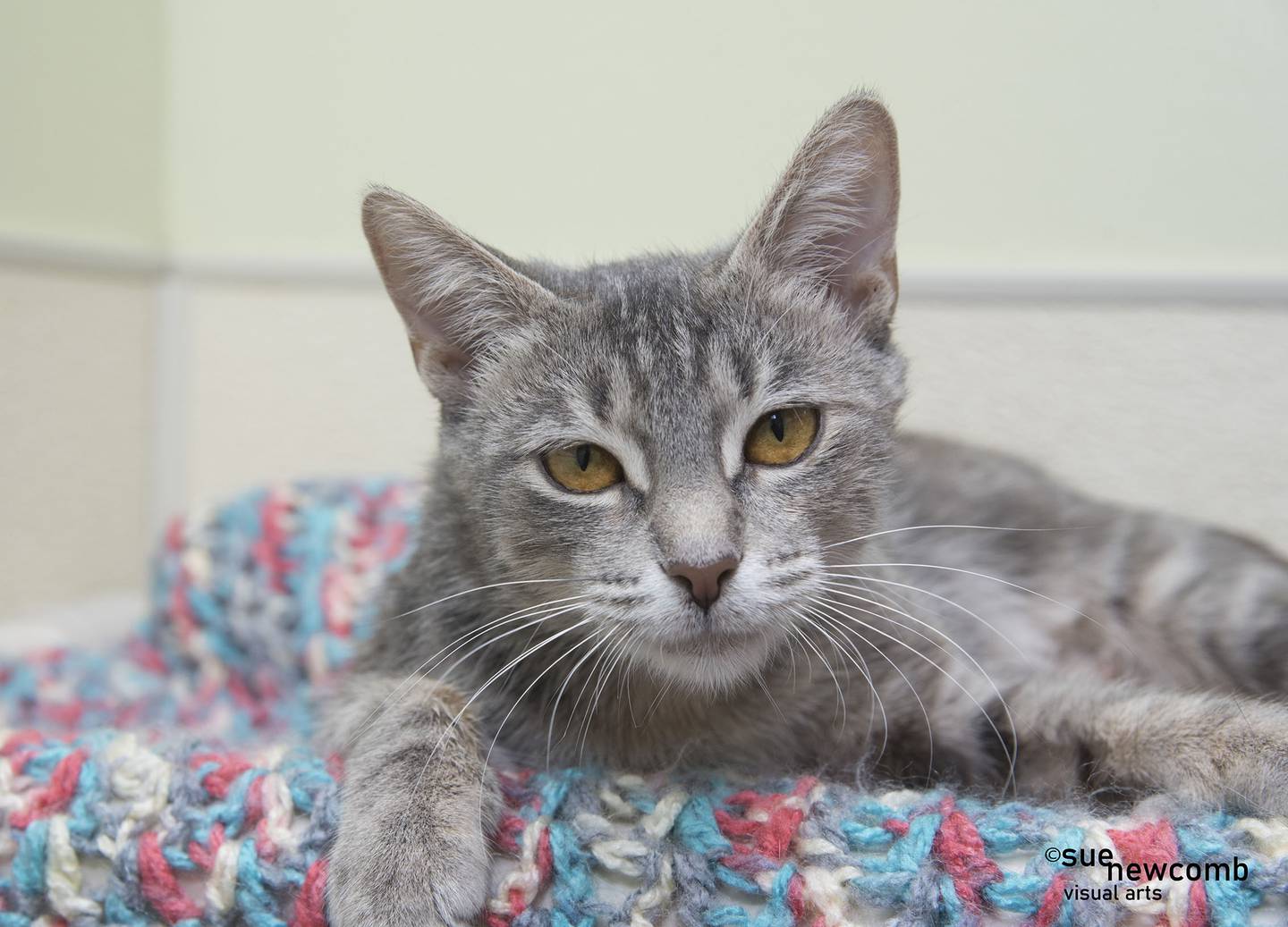 Tango is a young domestic shorthair who had a rough start in life. She is sweet, loving, and enjoys cuddling with shelter staff. Contact the Will County Humane Society at willcountyhumane.com and follow the instructions for the adoption process.