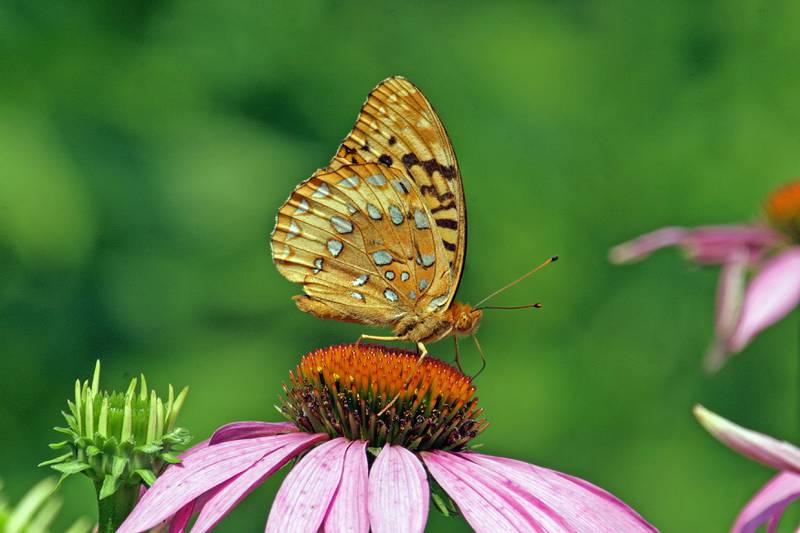 Isle a la Cache Museum in Romeoville will host the Smithsonian Gardens’ ‘Pollination Investigation’ exhibit from April 2 to June 22.